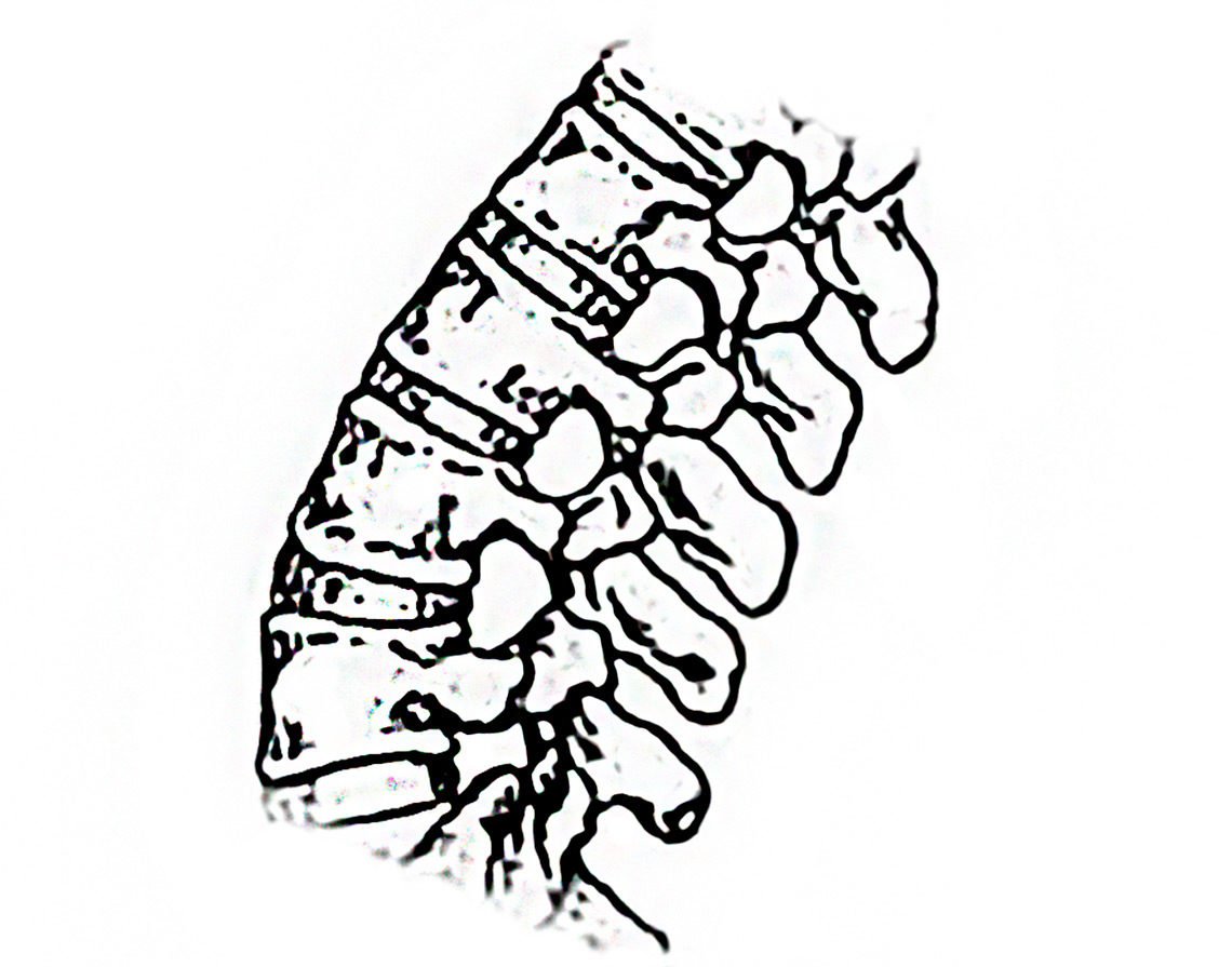 wirbelaeule mensch anatomie skelett