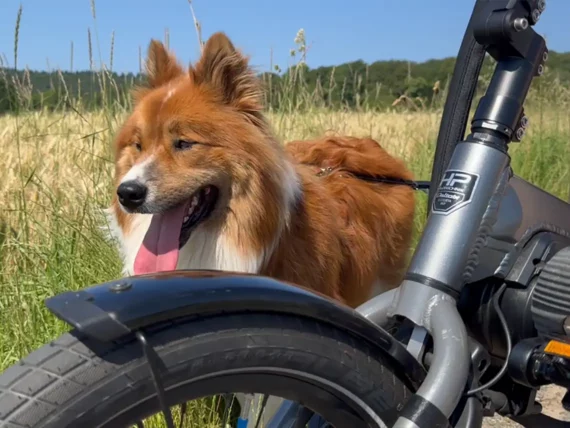 sesselrad delta tx hund transport carlson