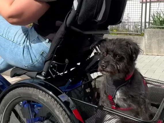 sesselrad delta tx hund transport tico